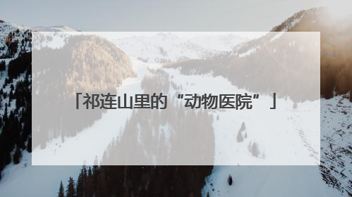 祁连山里的“动物医院”