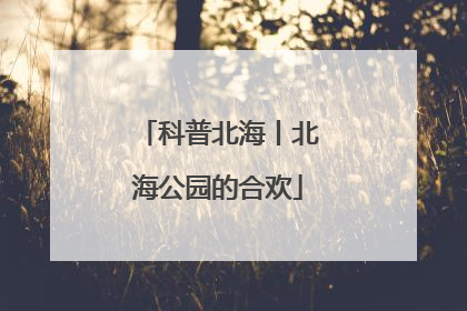 科普北海丨北海公园的合欢