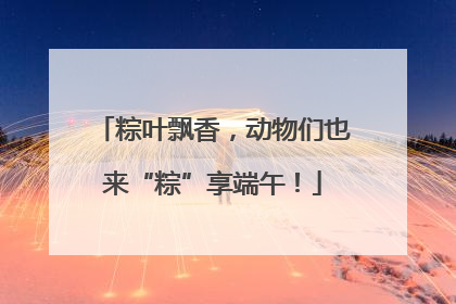 粽叶飘香，动物们也来“粽”享端午！
