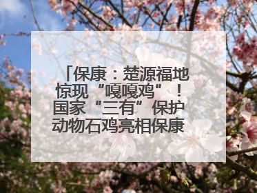 保康：楚源福地惊现“嘎嘎鸡”！国家“三有”保护动物石鸡亮相保康沿河公园