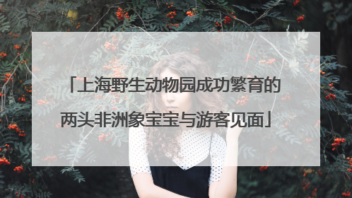 上海野生动物园成功繁育的两头非洲象宝宝与游客见面