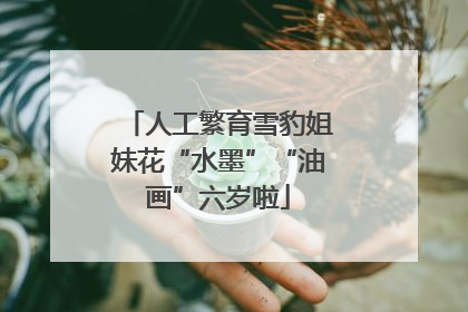 人工繁育雪豹姐妹花“水墨”“油画”六岁啦