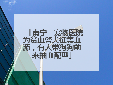 南宁一宠物医院为贫血警犬征集血源，有人带狗狗前来抽血配型