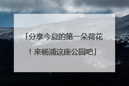 分享今夏的第一朵荷花！来杨浦这座公园吧