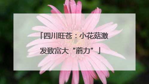 四川旺苍：小花菇激发致富大“蘑力”