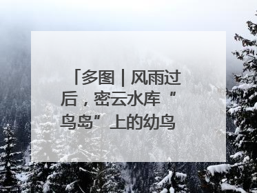多图｜风雨过后，密云水库“鸟岛”上的幼鸟还好吗？