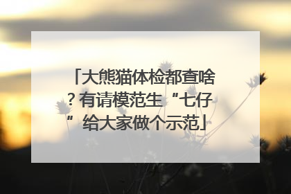 大熊猫体检都查啥？有请模范生“七仔”给大家做个示范