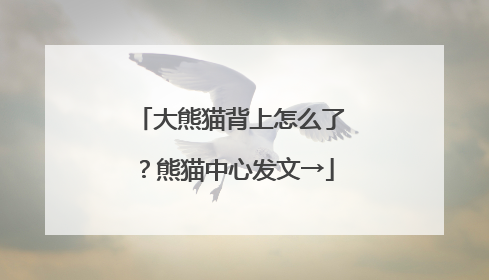 大熊猫背上怎么了？熊猫中心发文→