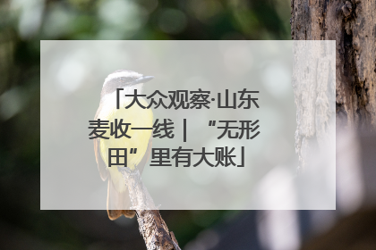 大众观察·山东麦收一线｜“无形田”里有大账