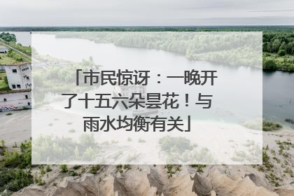 市民惊讶：一晚开了十五六朵昙花！与雨水均衡有关
