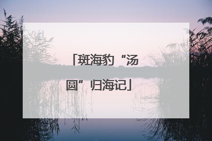 斑海豹“汤圆”归海记