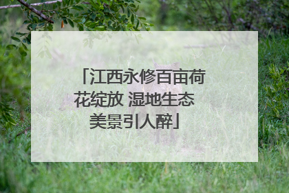江西永修百亩荷花绽放 湿地生态美景引人醉