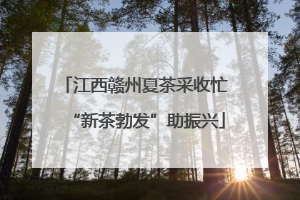 江西赣州夏茶采收忙 “新茶勃发”助振兴