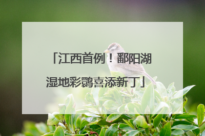 江西首例！鄱阳湖湿地彩鹮喜添新丁