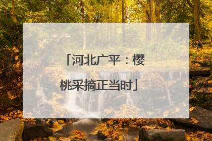 河北广平：樱桃采摘正当时