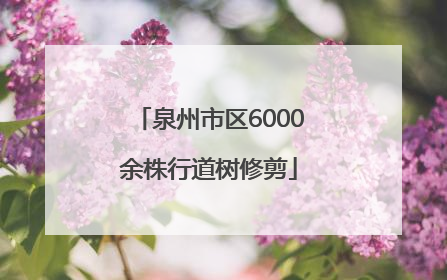 泉州市区6000余株行道树修剪