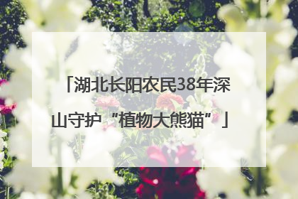 湖北长阳农民38年深山守护“植物大熊猫”