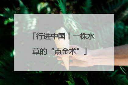 行进中国丨一株水草的“点金术”
