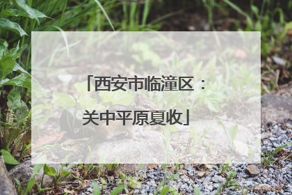 西安市临潼区：关中平原夏收