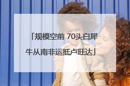 规模空前 70头白犀牛从南非运抵卢旺达