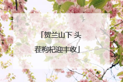 贺兰山下 头茬枸杞迎丰收