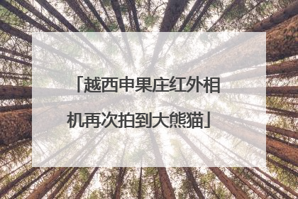 越西申果庄红外相机再次拍到大熊猫