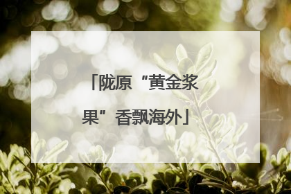 陇原“黄金浆果”香飘海外