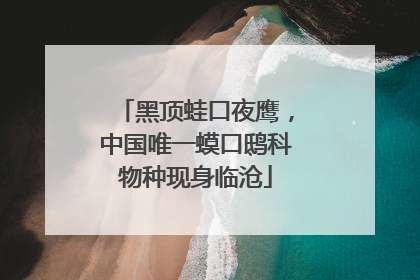 黑顶蛙口夜鹰，中国唯一蟆口鸱科物种现身临沧
